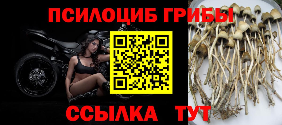 Галлюциногенные грибы Psilocybine cubensis Тольятти